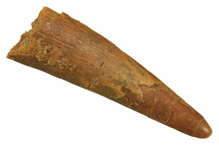 Fossil Pterosaur (Siroccopteryx) Tooth - Morocco #298008